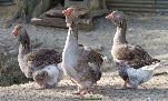 Geese Photo Gallery
